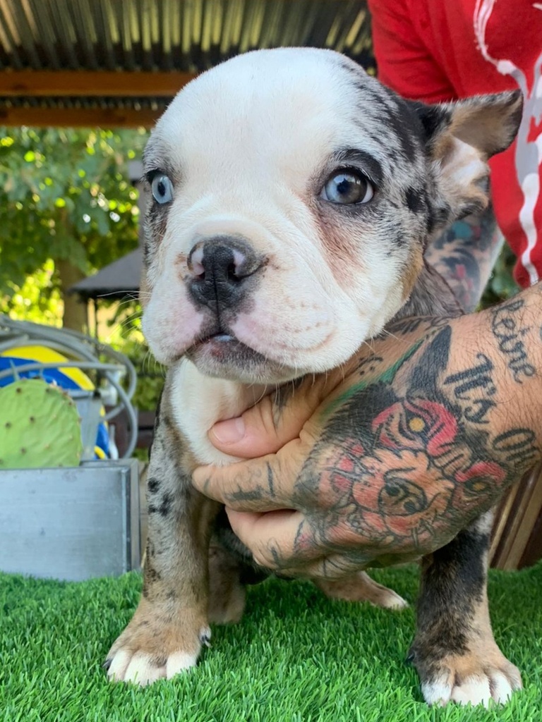 American bully pocket